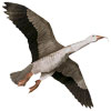 Jackite Blue Goose Decoy Kite / Windsock