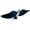 Jackite Blue Jay Kite / Windsock