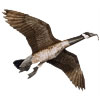 Jackite Canada Goose Decoy Kite / Windsock