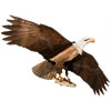 Jackite Bald Eagle Kite / Windsock