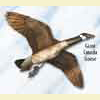 Jackite Giant Canada Goose Decoy Kite / Windsock