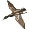 Jackite Mallard Duck Drake Decoy Kite / Windsock