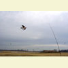 Jackite Osprey Kite / Windsock