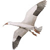 Jackite Snow Goose Decoy Kite / Windsock