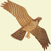 Jackite Peregrine Falcon Kite / Windsock