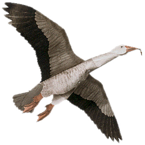 (image for) Jackite Blue Goose Decoy Kite / Windsock