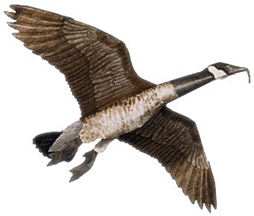 (image for) Jackite Canada Goose Decoy Kite / Windsock