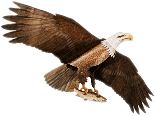 (image for) Jackite Bald Eagle Kite / Windsock