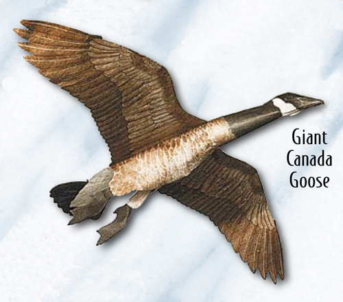 (image for) Jackite Giant Canada Goose Decoy Kite / Windsock