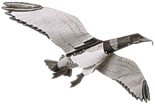 (image for) Jackite Loon Decoy Kite / Windsock