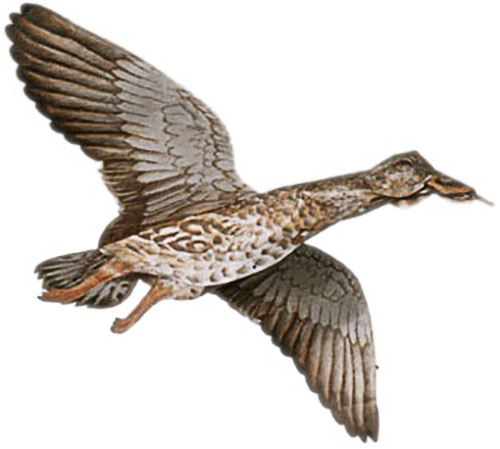(image for) Jackite Mallard Duck Hen Decoy Kite / Windsock