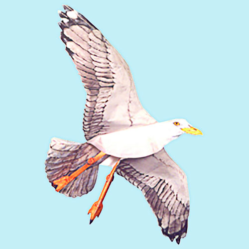 (image for) Jackite Seagull Kite / Windsock